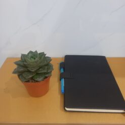 اشيفيريا بلاك برنس صبار للمكتب