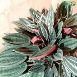 اوراق نبتة ببروميا هولندي حمراء