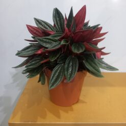 ببروميا هولندي ببروميا روسو