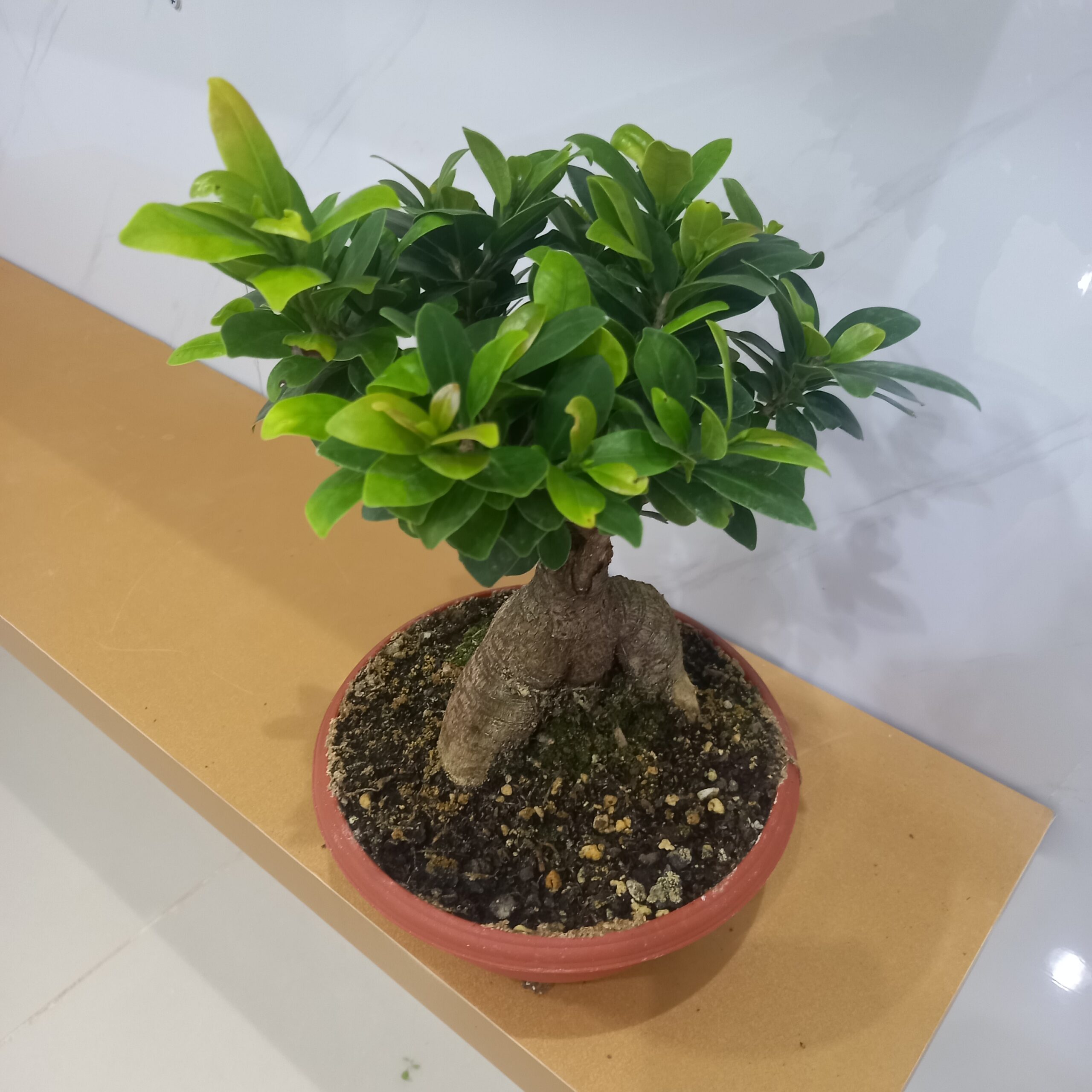 بونساي ميكرو كاربا 25 من شركة تنسيق حدائق