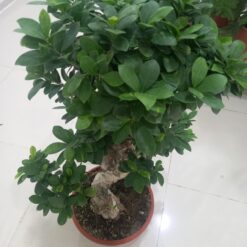 بونساي ميكروكاربا 150 4 شركة تنسيق الحدائق