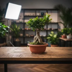 بونساي ميكروكاربا 25 ١