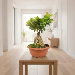 بونساي ميكروكاربا 25 ٢