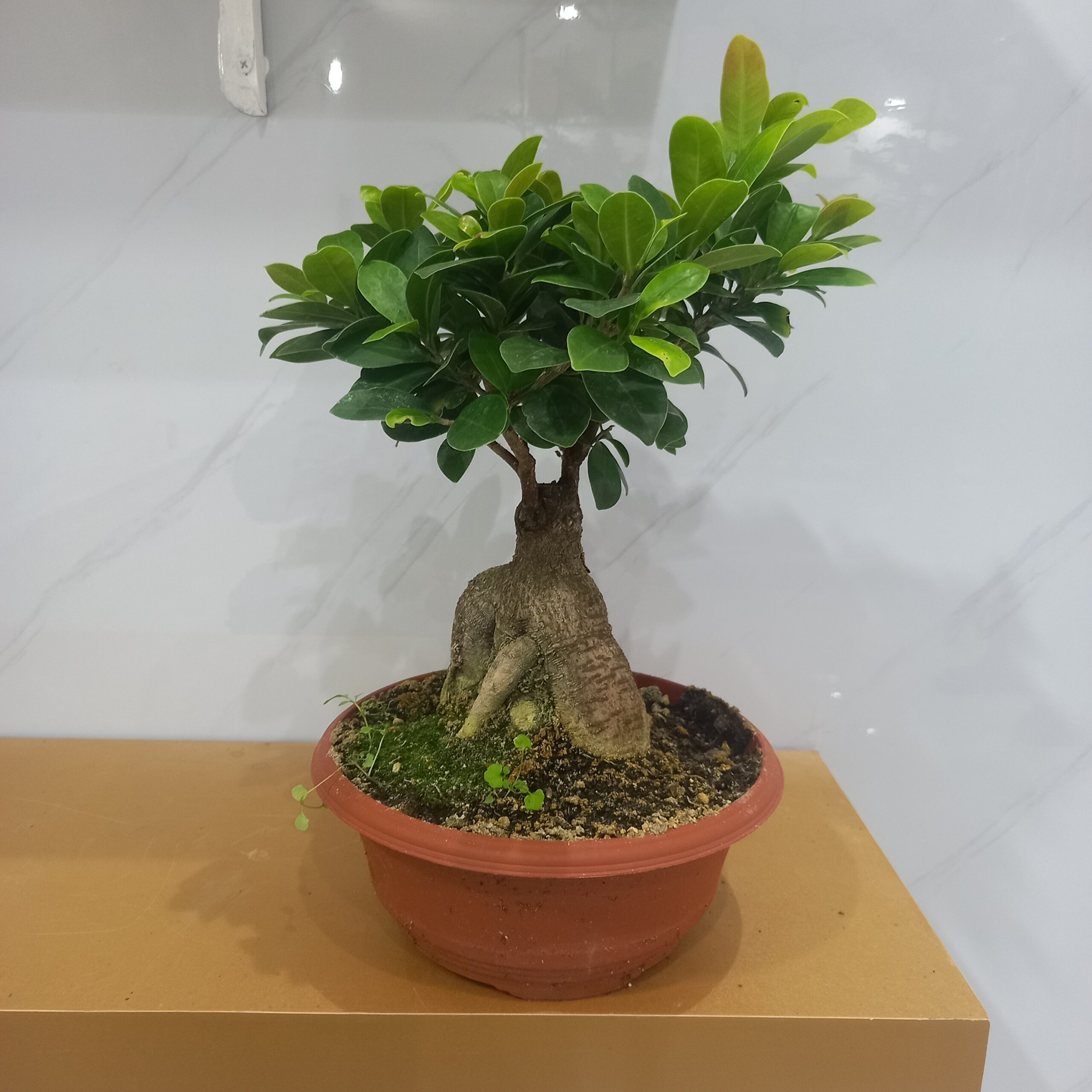بونساي ميكروكاربا ٢٥ نباتات داخلية