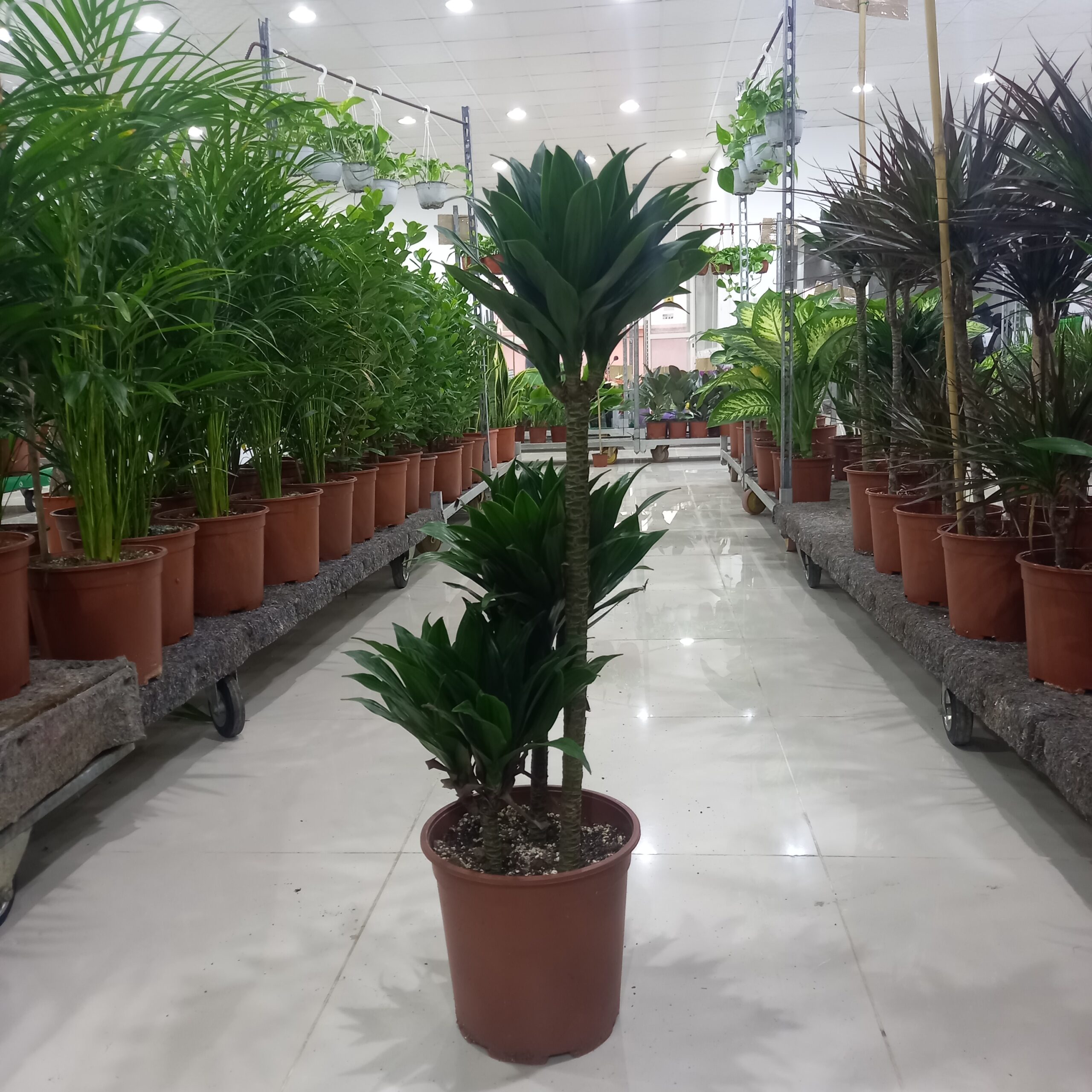 دراسينا كومباكتا 3 سيقان - مركن 24 شجرة داخلية