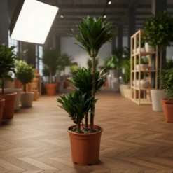 دراسينا كومباكتا 3 سيقان – مركن 24 سم ١