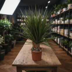 دراسينا مارجيناتا مركن 17 سم ١