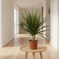 دراسينا مارجيناتا مركن 17 سم ٢