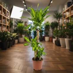 دراسينا ماسنجانا 3 سيقان – مركن 27 سم ١