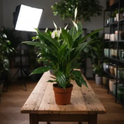 نبات زنبق السلام