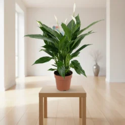 نبتة زنبق السلام