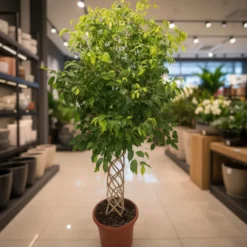 فيكس بنجامينا مجدول فاتح