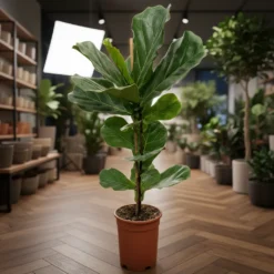 فيكس ليراتا مركن 24 سم⁩⁩ ١