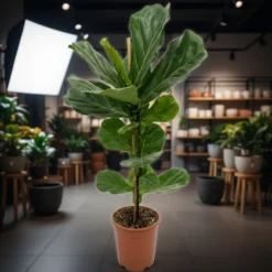 شجرة فيكس ليراتا