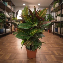 كروتون برنش – مركن 27 سم ١