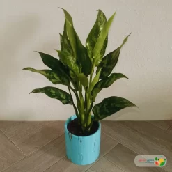 نبتة اجلونيما خضراء في اصيص سيراميك تركواز 1