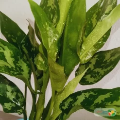 نبتة اجلونيما خضراء في اصيص سيراميك تركواز 2