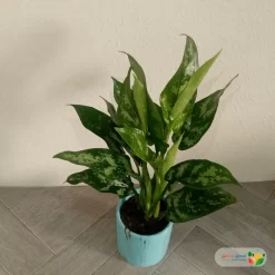 نبتة اجلونيما خضراء في اصيص سيراميك تركواز 3