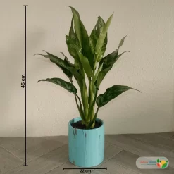 نبتة اجلونيما خضراء في اصيص سيراميك تركواز 4