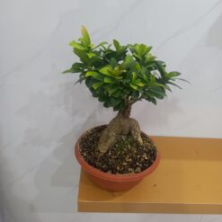نبتة بونساي ميكروكاربا خضراء النباتات الداخلية