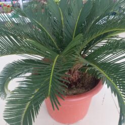 نخل سايكس شركة تنسيق حدائق