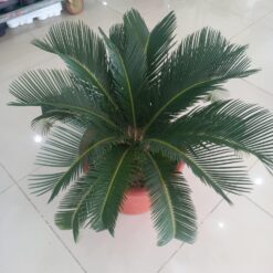 نخيل سايكس من شركة تنسيق حدائق