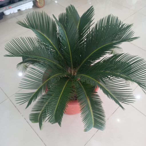 نخيل سايكس من شركة تنسيق حدائق