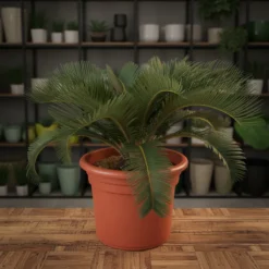 نخيل سايكس مركن 15لتر ١