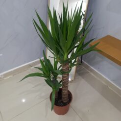 شجرة اليوكا 2 ساق - مركن 24 سم