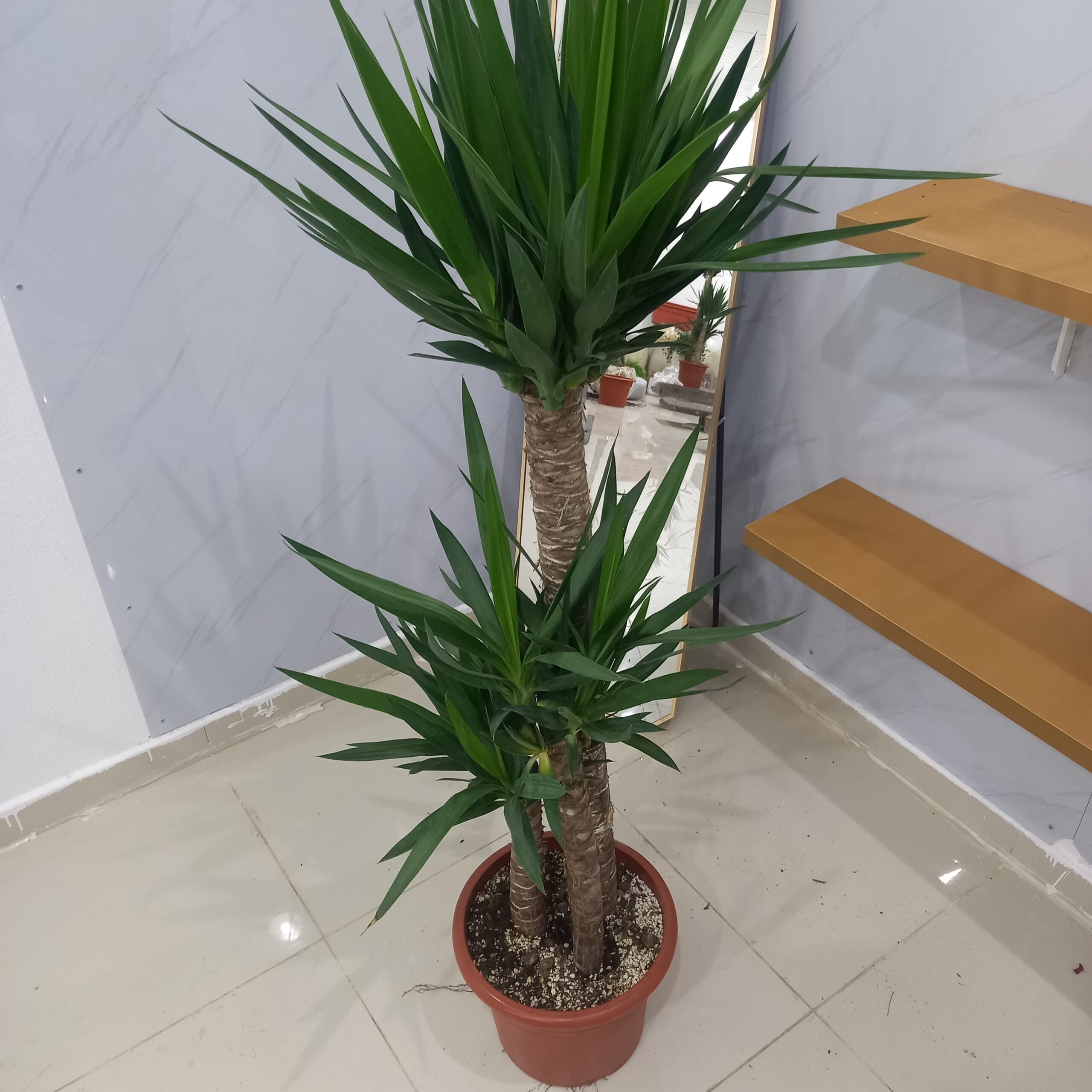 نبتة اليوكا 3 سيقان داخلي