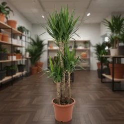 يوكا 3 سيقان مركن 27 سم ١