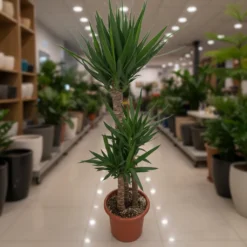 شجرة يوكا 3 سيقان مركن 27