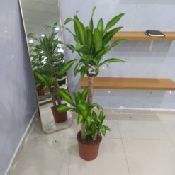 نبتة ⁦دراسينا ماسنجانا 3 سيقان