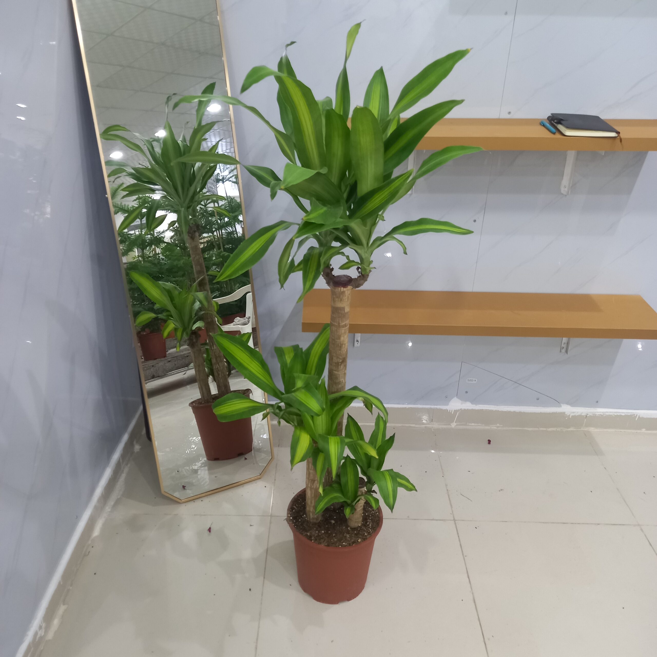 نبتة ⁦دراسينا ماسنجانا 3 سيقان