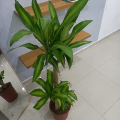الدراسينا ماسنجانا 3 سيقان مركن ٢٧ سم
