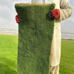 ثيل طبيعي ياباني
