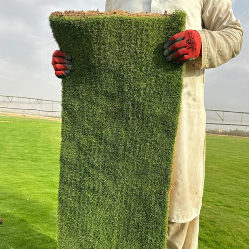 ثيل طبيعي ياباني