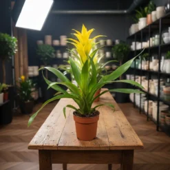 جوزمانيا أصفر – مركن 12 سم ١