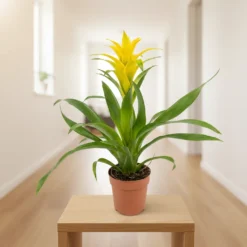 جوزمانيا أصفر – مركن 12 سم ٢