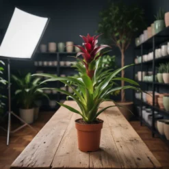 جوزمانيا عنابي – مركن 12 سم ١