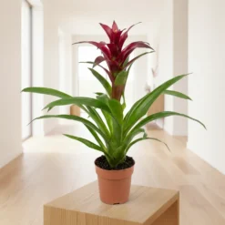 جوزمانيا عنابي – مركن 12 سم ٢