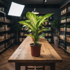 ديفنباخيا – مركن 15 سم ١