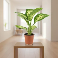 نبتة ديفنباخيا