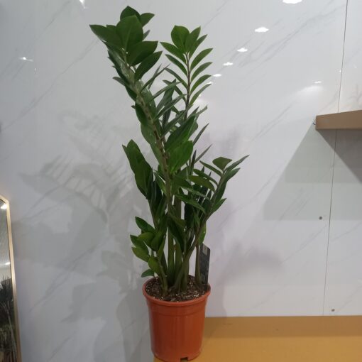 زاميا كبيرة - مركن 17 سم من النباتات الداخلية