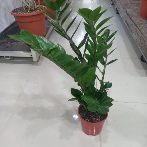 نبتة زاميا كبيرة - مركن 17 سم نبتة داخلية للمنزل