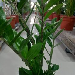 اوراق نبتة زاميا كبيرة - مركن 17 سم من شركة تنسيق حدائق