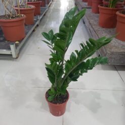 نبات داخلي زاميا كبيرة - مركن 17 سم للمنزل والمكتب