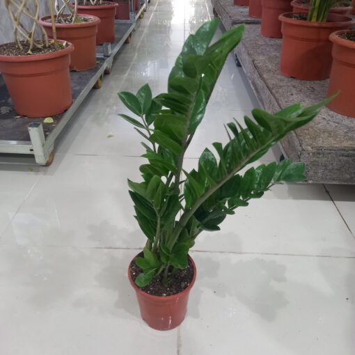 نبات داخلي زاميا كبيرة - مركن 17 سم للمنزل والمكتب