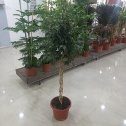 فيكس بنجامينا مجدول غامق 1 بوصة ١ تنسيق حدائق