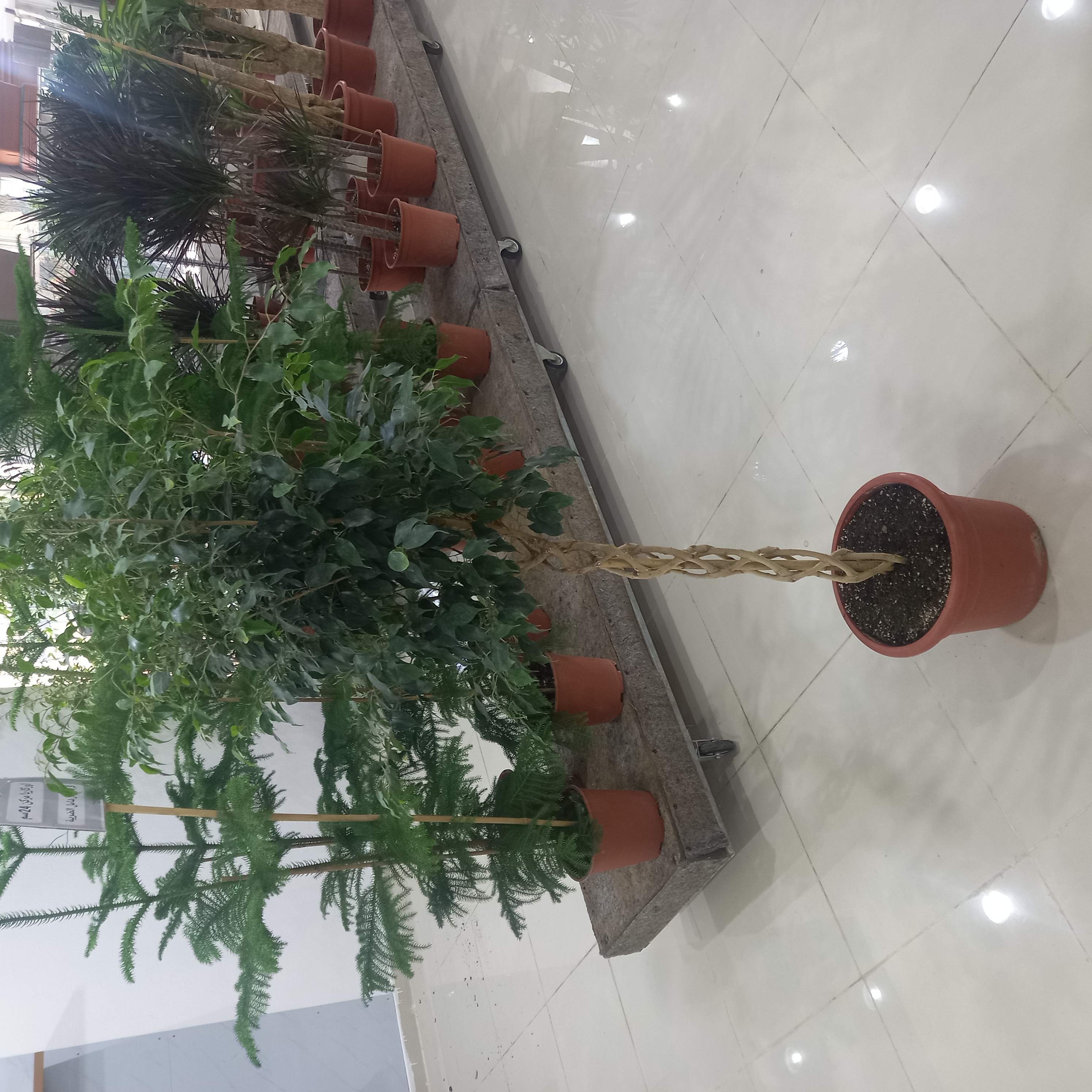 فيكس بنجامينا مجدول غامق 1 بوصة ١ تنسيق حدائق